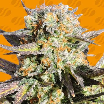 Grandaddy Black Weed Strain seed price history