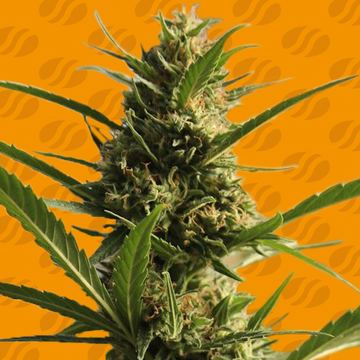 CannaBoom CBD+ Weed Strain seed price history