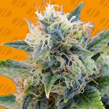 Girl Scout Cookies Weed Strain seed price history