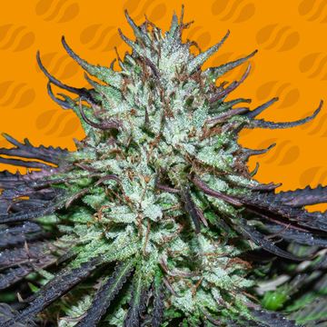 Blueberry Ghost OG Weed Strain seed price history