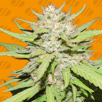 Wedding Cake Weed Strain seed price history