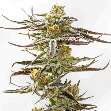 Purple Punch seed price history