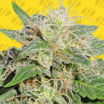 Super Auto Lemon Haze Weed Strain seed price history