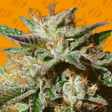Gorilla Cookies Weed Strain seed price history