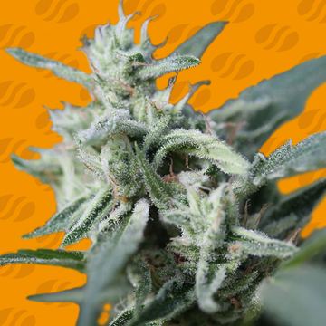 CannaFuel CBD+ Weed Strain seed price history
