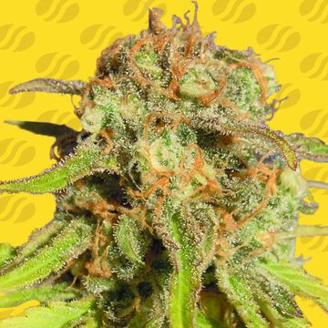 Bruce Banner 3 Auto Weed Strain seed price history