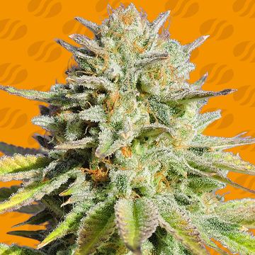 GG 4 Original Glue Weed Strain seed price history