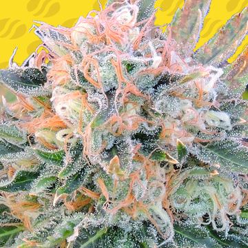 Auto Blueberry Ghost OG Weed Strain seed price history