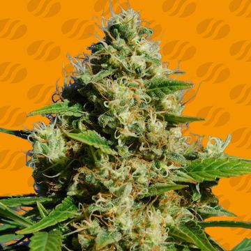 Banana Sherbet Weed Strain seed price history