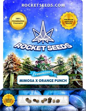 Mimosa x Orange Punch seed price history