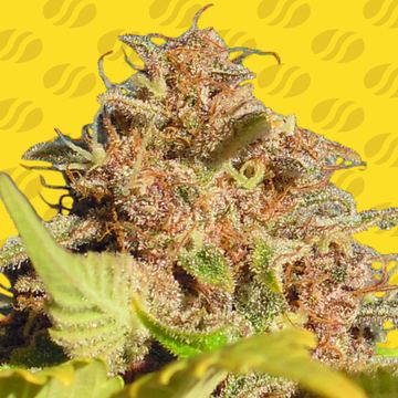 Wedding Cake Auto Weed Strain seed price history