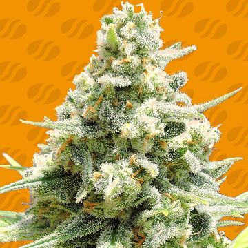 Amnesia Lemon Kush Weed Strain seed price history