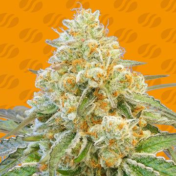 Do Si Dos OG Weed Strain seed price history